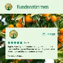 fermentierteKumquatKundenstimmen.webp