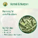 fermentierterDangshenVorteile.webp