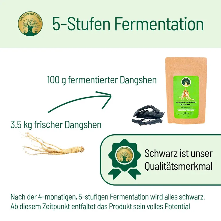 Dangshenfermentation.webp