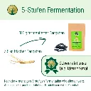 Dangshenfermentation.webp